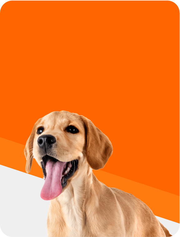 Pet Care Hero