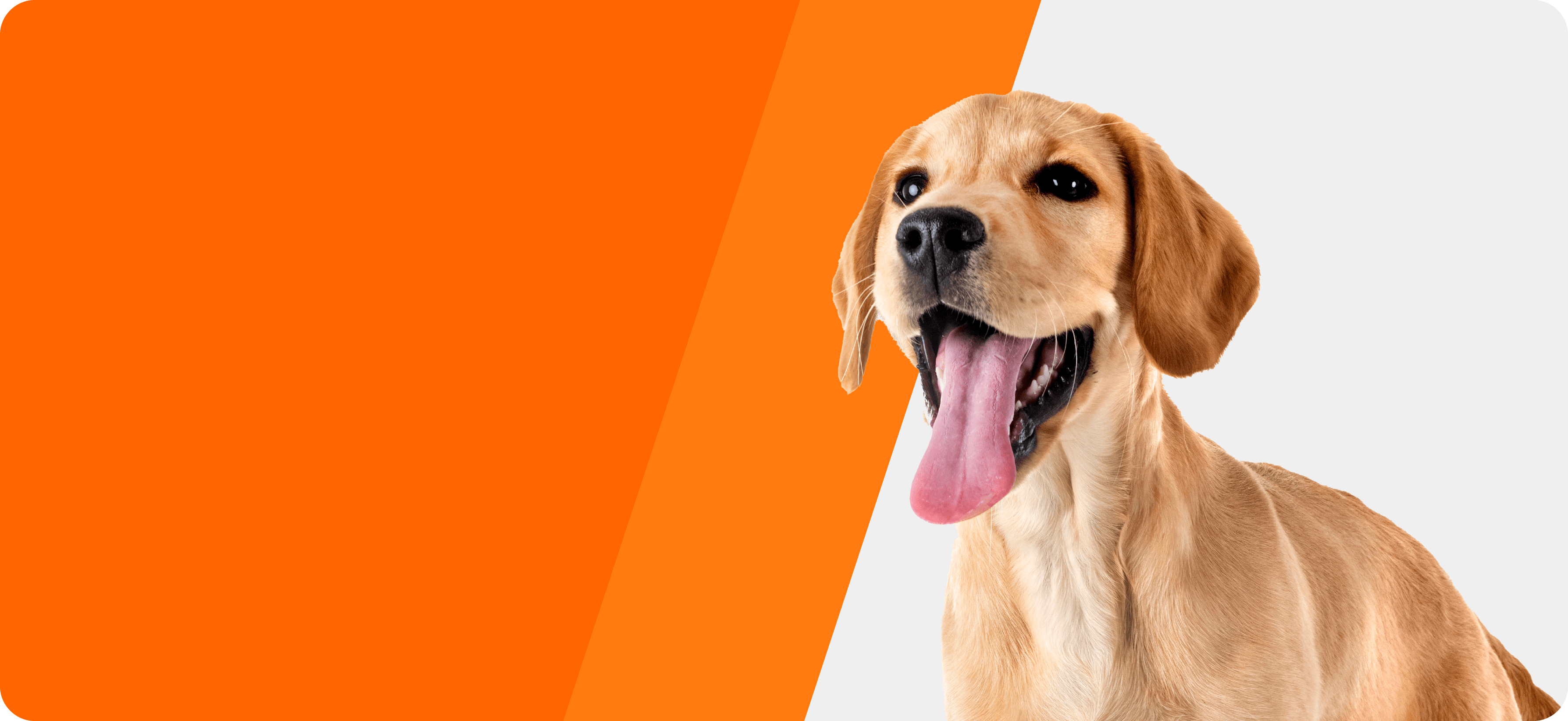 Pet Care Hero