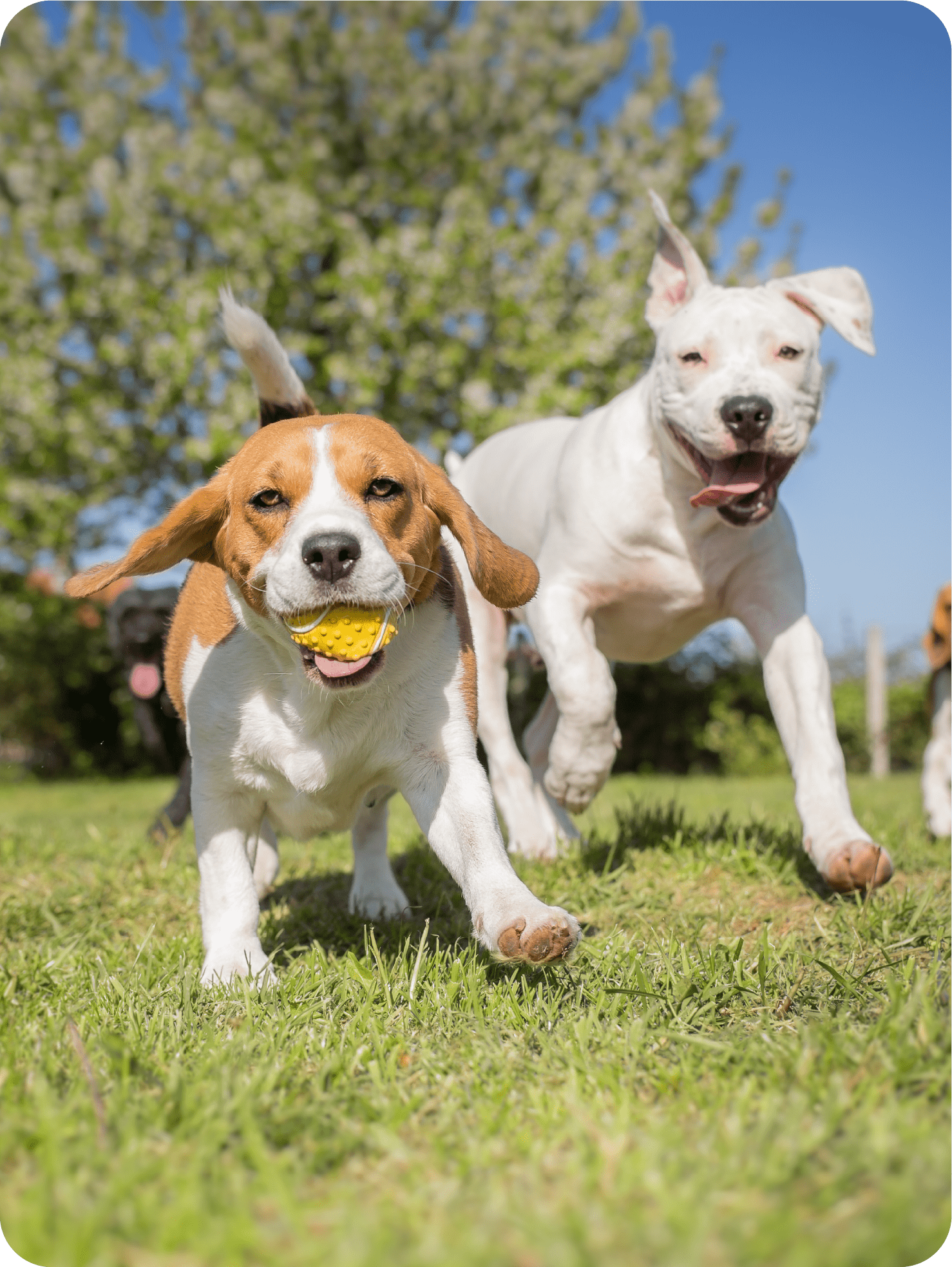 Doggy Daycare Service