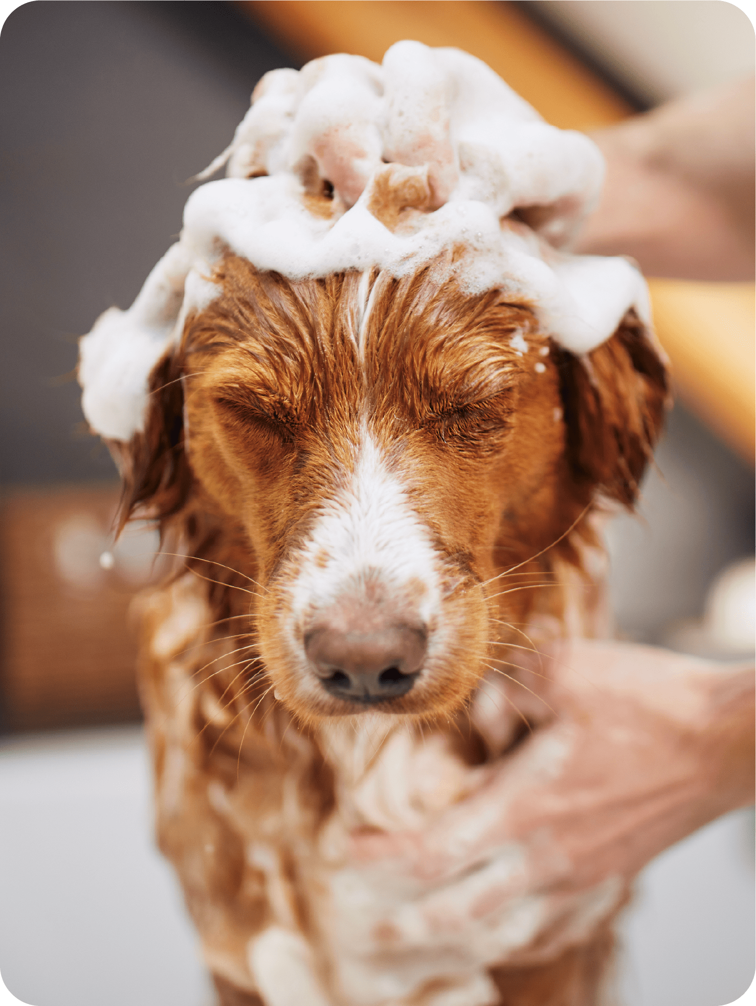 Pet Grooming Service