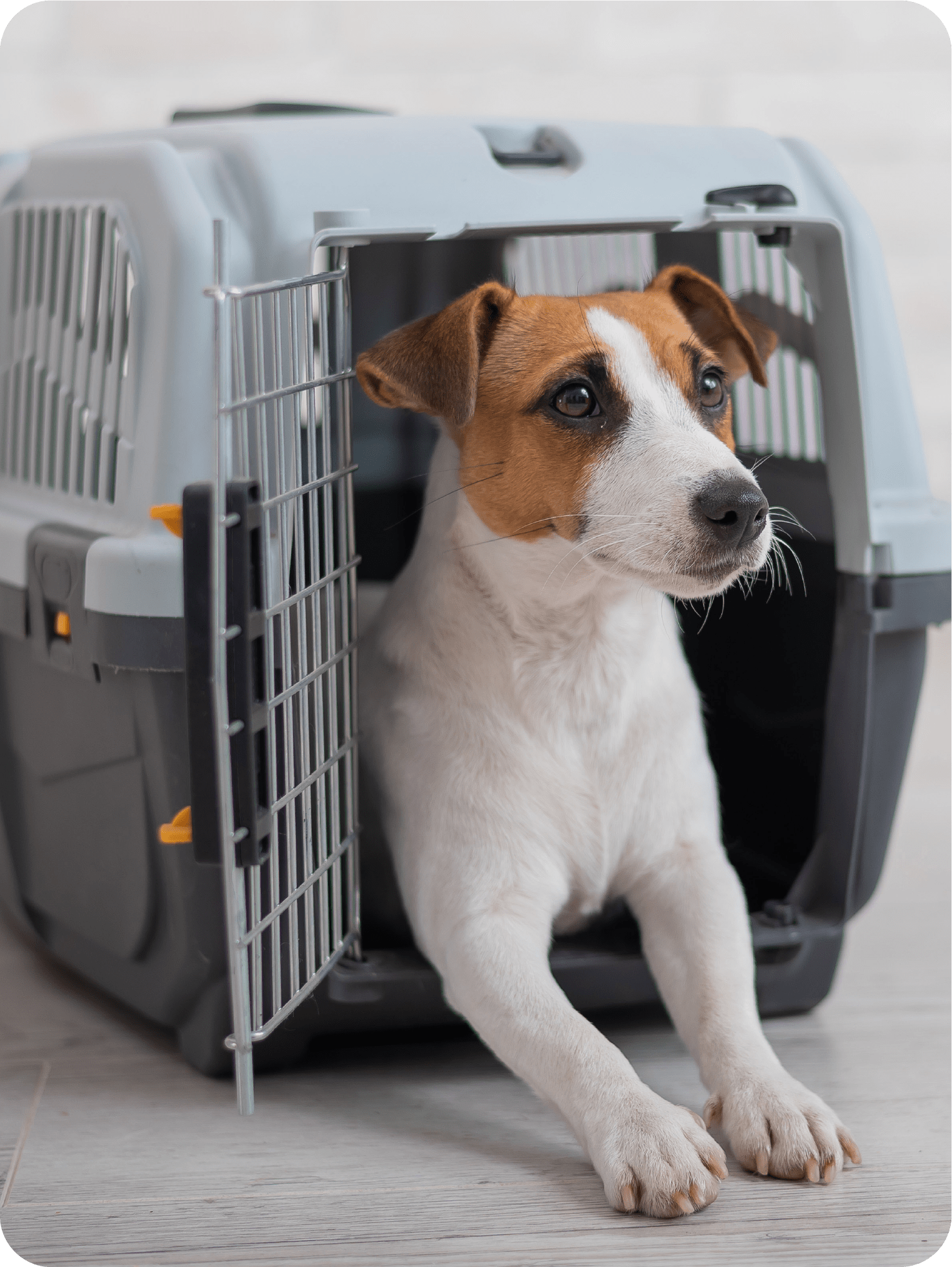 Pet Transport Service