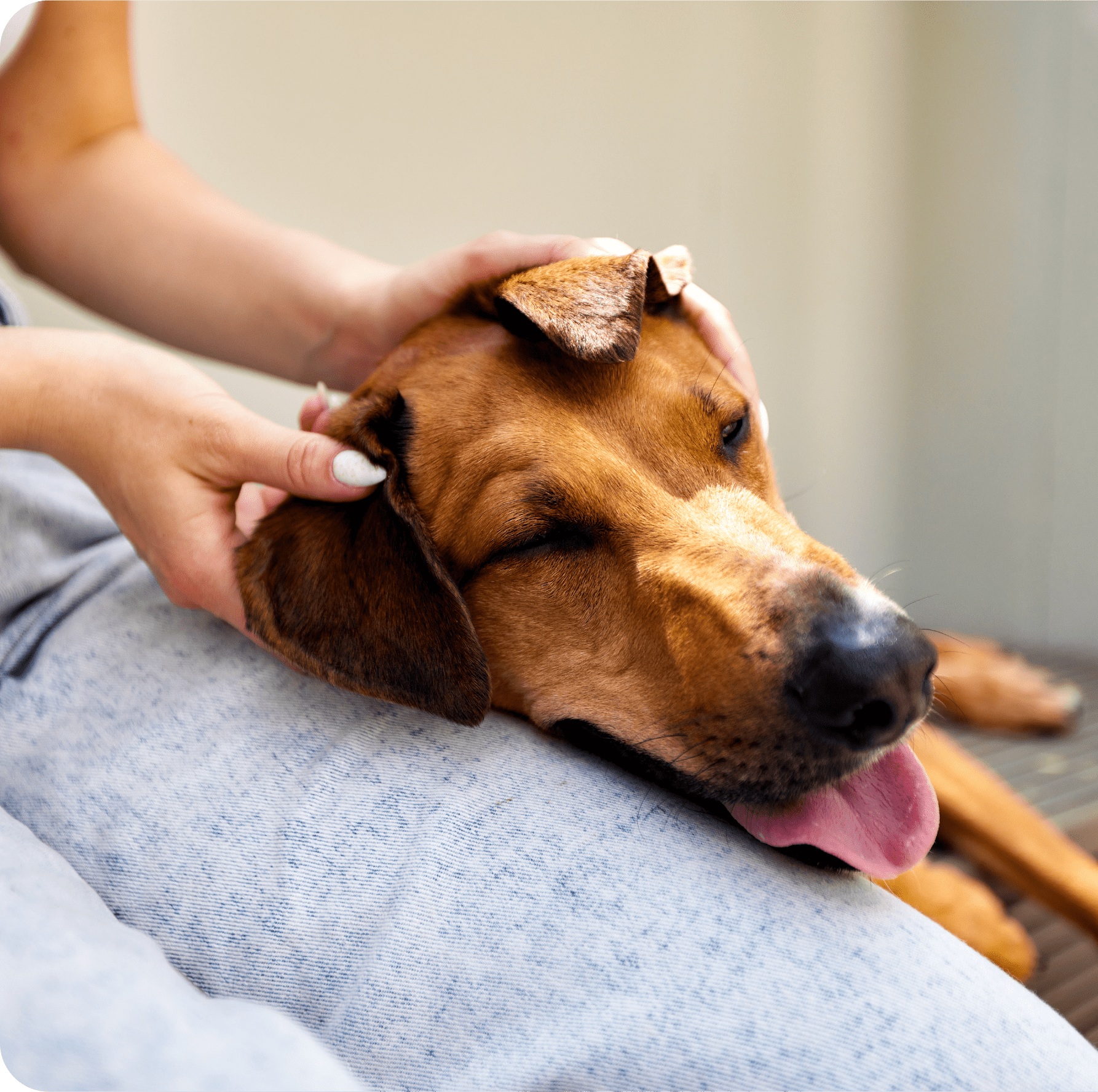 Happy dog receiving care